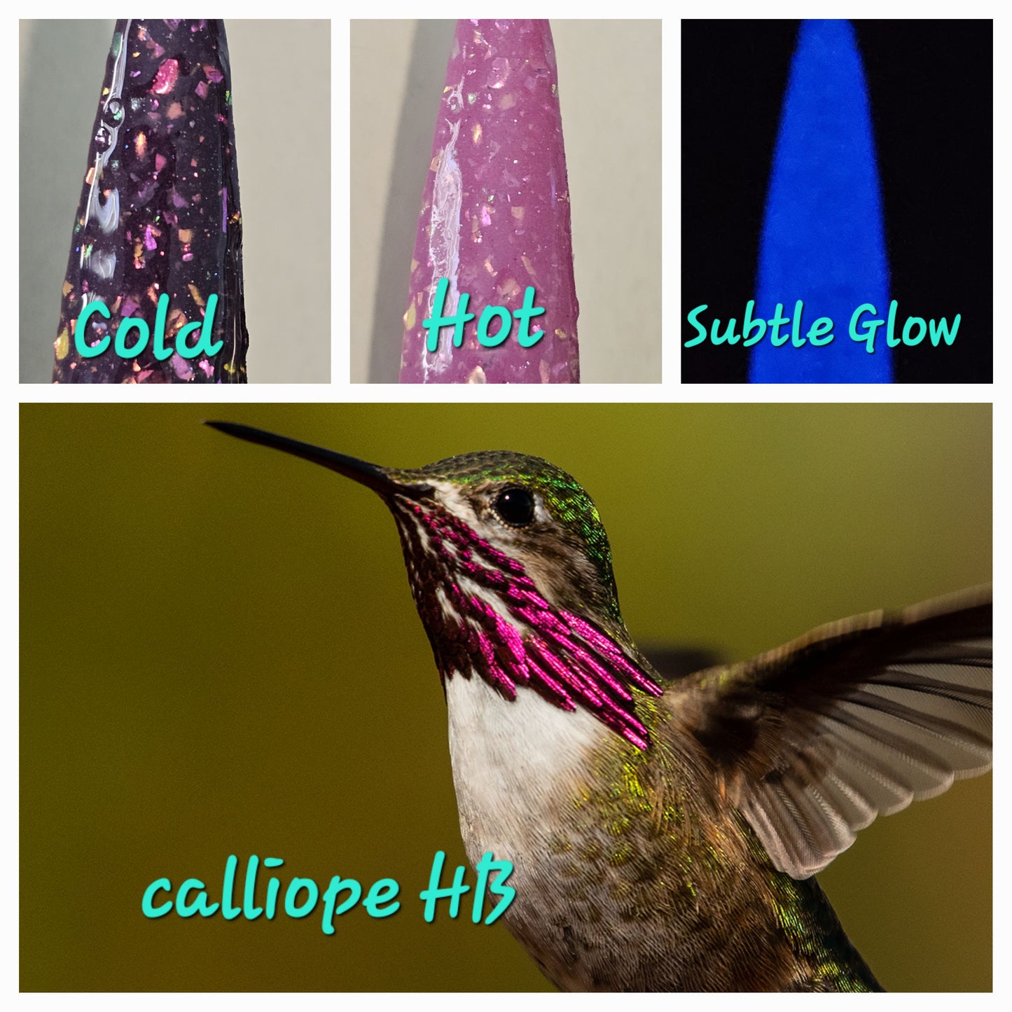 Calliope Hummingbird - Thermal