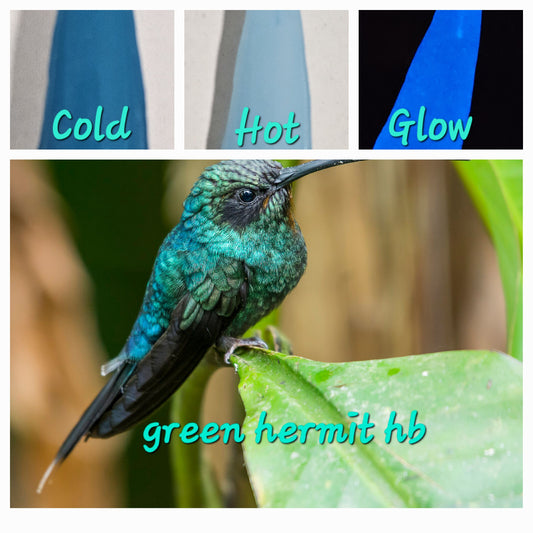 Green Hermit Hummingbird - Thermal