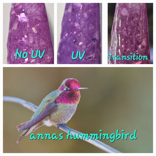 Anna's Hummingbird - UV Changer