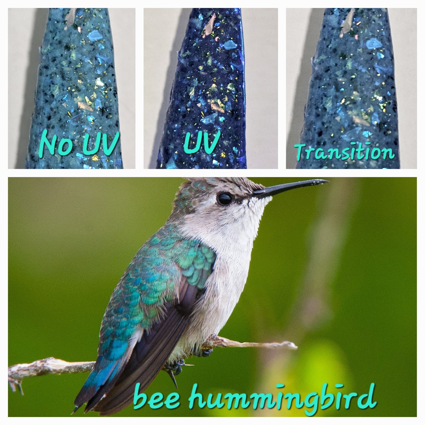 Bee Hummingbird - UV Changer