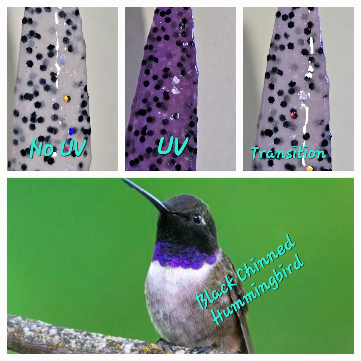 Black Chinned Hummingbird