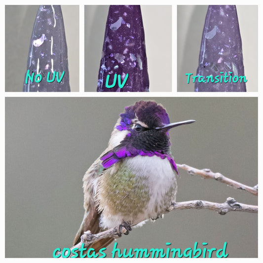 Costas Hummingbird - UV Changer