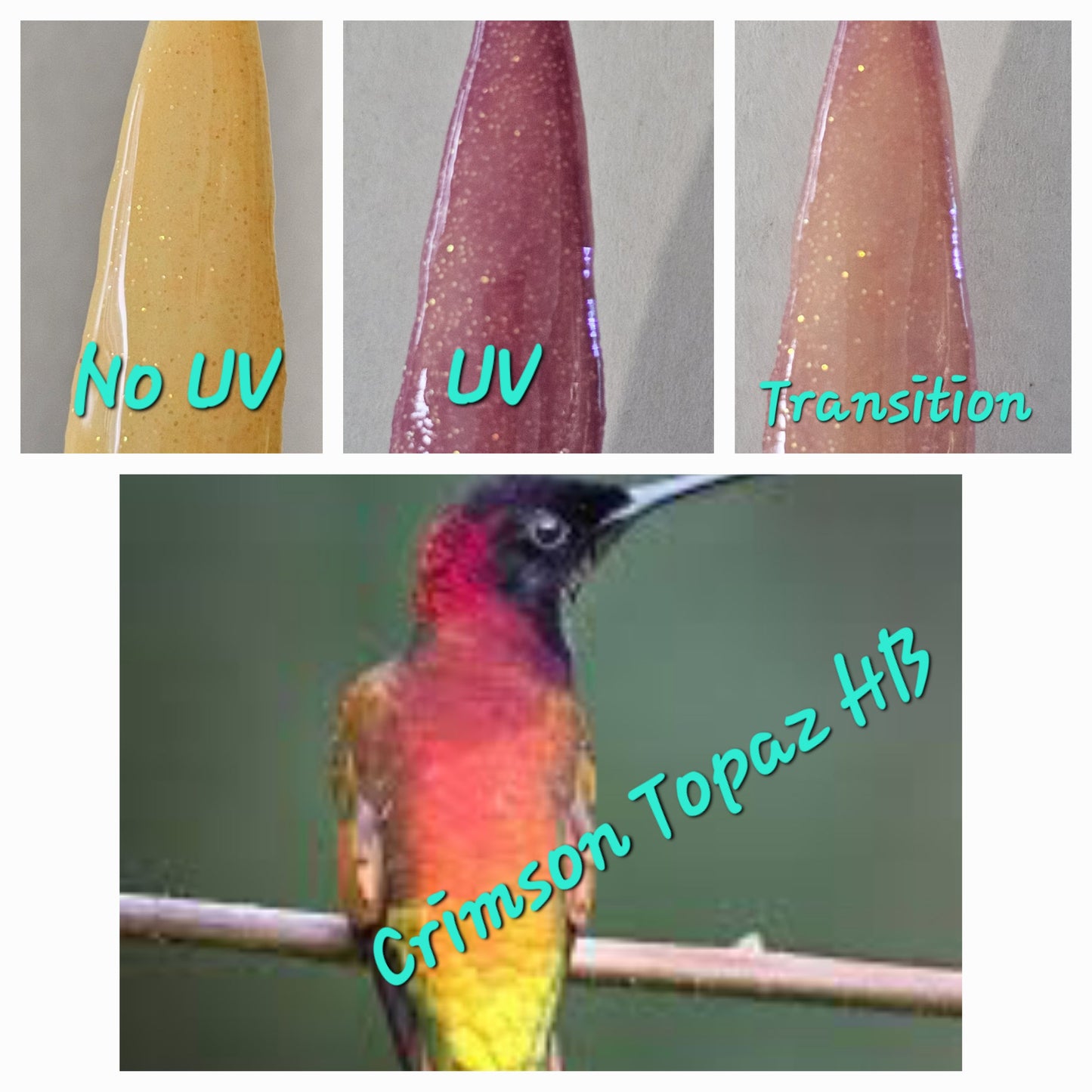 Crimson Topaz Hummingbird - UV Changer