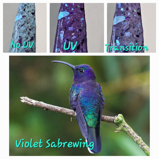 Violet Sabrewing Hummingbird - UV Changer