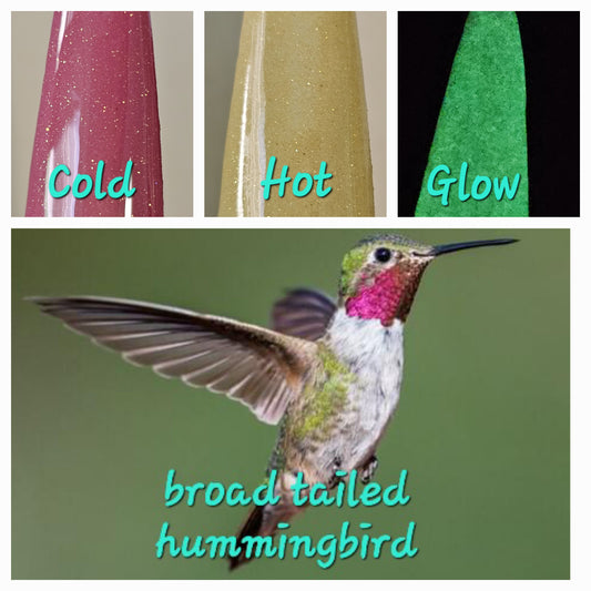 Broad Tailed Hummingbird - Thermal